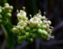 Valeriana edulis image