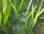 Vallisneria americana image