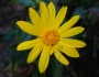 Venegasia carpesioides image