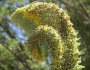 Verbascum thapsus image