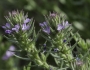 Verbena bracteata image