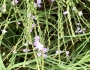 Verbena halei image