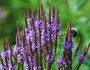 Verbena hastata image