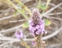 Verbena lasiostachys image