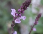 Verbena officinalis image
