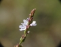 Verbena simplex image