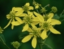Verbesina alternifolia image