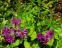 Vernonia angustifolia image