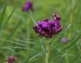 Vernonia fasciculata image