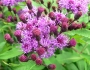 Vernonia gigantea image