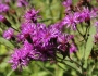 Vernonia missurica image