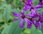 Vernonia noveboracensis image