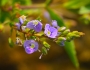 Veronica americana image