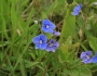 Veronica chamaedrys image