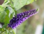 Veronica longifolia image