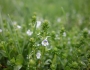 Veronica serpyllifolia image