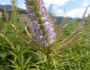 Veronicastrum virginicum image