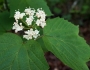 Viburnum acerifolium image