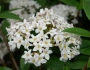 Viburnum ×burkwoodii image