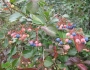 Viburnum cassinoides image