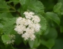 Viburnum dentatum image