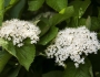 Viburnum dilatatum image