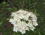 Viburnum ellipticum image