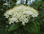 Viburnum lantana image