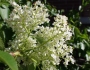 Viburnum lentago image