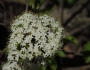 Viburnum nudum image
