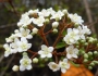Viburnum obovatum image