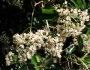 Viburnum odoratissimum image