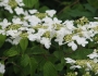 Viburnum plicatum image