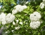 Viburnum prunifolium image