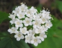 Viburnum rafinesquianum image