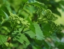 Viburnum recognitum image