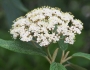 Viburnum rhytidophyllum image