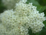 Viburnum rufidulum image