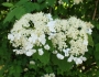 Viburnum sargentii image