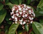 Viburnum tinus image