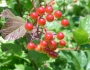 Viburnum trilobum image