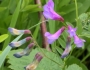 Vicia americana image