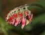 Vicia nigricans image
