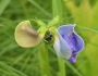 Vigna unguiculata image