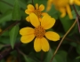 Viguiera dentata image