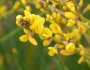 Viminaria juncea image