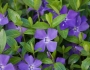 Vinca minor image