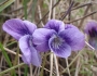Viola adunca image