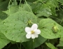 Viola canadensis image