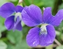 Viola cucullata image